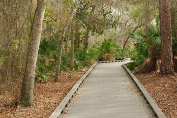 Fototapeta premium Boca Ciega Millennium Park flat wood boardwalk in Seminole, Florida. Trees on sides and green tress and bushes on sides. Leading lines into the woods. No people horizontal view. Late afternoon. 