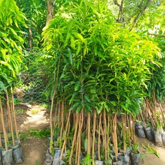 I have mango plants to sell at the city flower shop