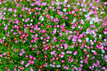Gypsophila pink flowers. Tiny beautiful flower