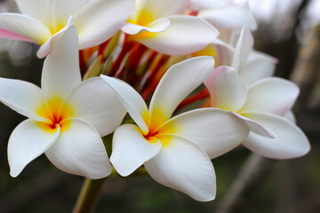 Beautiful plumeria flower on the tree