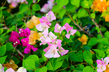 Beautiful bougainvillea flower. Natural background