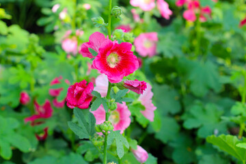Hollyhock flower blooming in the park
