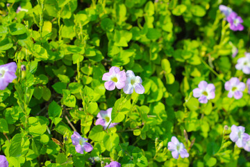 Variegata flower, Asystasia gangetica (L.) T. Anderson