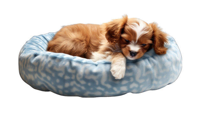 A cute puppy is sleeping on a blue dog bed.