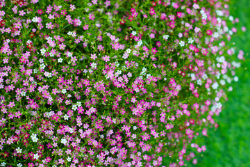 Gypsophila pink flowers. Tiny beautiful flower
