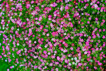 Gypsophila pink flowers. Tiny beautiful flower