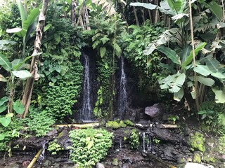 plants growing in the garden