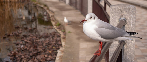 冬の上野不忍池の手摺りにたたずむカモメ
