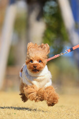 お散歩中にアップするダッシュするトイプードル