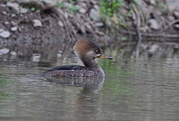  A Juvenile common merganser - female