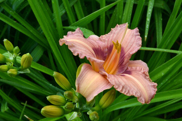 daylily Royal Braid pink, lavender pink with a purple eye and ruffled border
