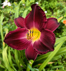 daylily Black Emanuelle green throat, black and purple petals
