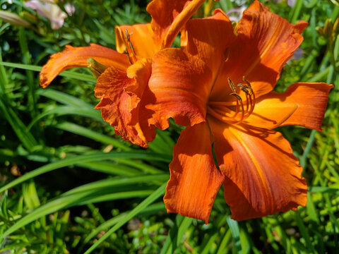 daylily Primal Scream orange-tangerine, fiery orange-red color, with a yellow throat
