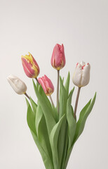 Fototapeta premium a hyperrealistic photograph of Lovely spring flowers and leaves, tulips white background of paper texture