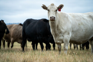 Naklejka na ściany i meble Carbon neutral cattle farming in a free range field on a farm in Australia 