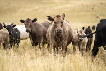 Carbon neutral cattle farming in a free range field on a farm in Australia 
