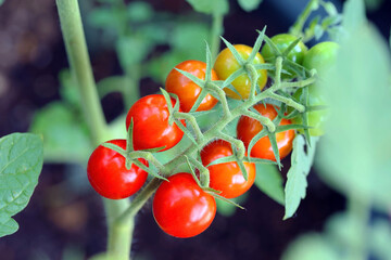 家庭菜園の夏野菜　鈴なりのミニトマト