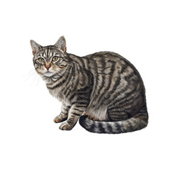 Fototapeta premium Portrait_of_a_beautiful_gray_striped_cat.