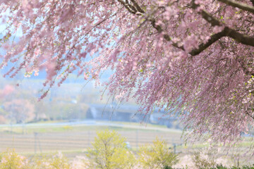 風に揺れる枝垂れ桜