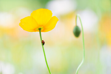 ポピーとてんとう虫（右に余白）