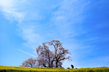 大きな桜を撮るカメラマン