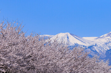 吾妻小富士と桜