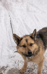 yard dog on a chain in winter, top view