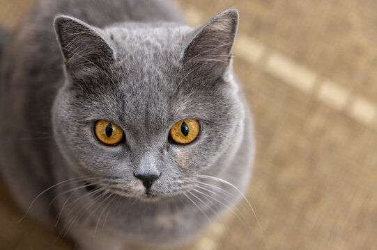 a gray cat of British breed with yellow eyes sits on the carpet in the room and looks up
