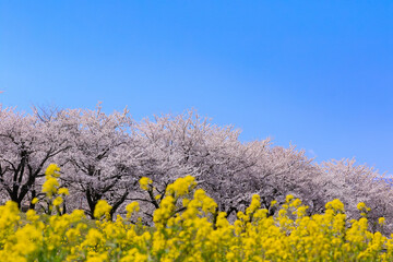 桜並木と菜の花