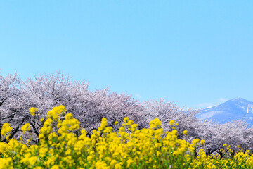 福島市の桜並木