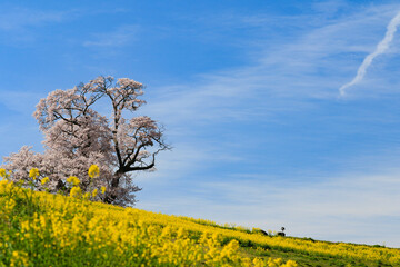 菜の花と大桜