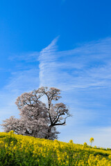 菜の花と大桜（縦写真）