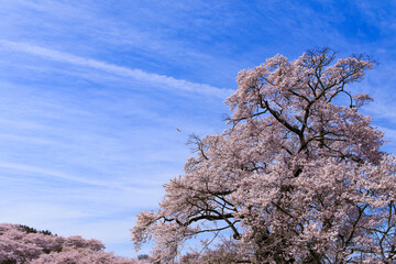 満開の塩ノ崎の大桜
