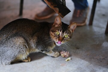 GATO DEL MONTE, gato que aparece en el fundo cada 3 o 5 días solo a comer y  luego regresa al...