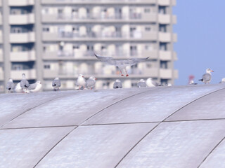 ウォーターフロント，海岸付近の岸壁の屋根に群れるカモメ