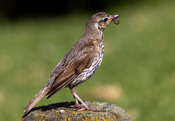 Early bird catches the worm, song thrush (Turdus philomelos) with worm perching on a fence post