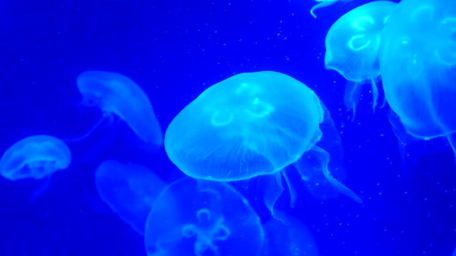 Many beautiful jellyfish with neon lights swim slowly, atmospheric, relaxing video.