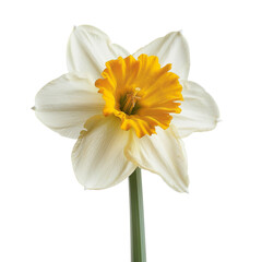 Single Daffodil - Transparent Cutout, Cheerful Bloom, Isolated Beauty, Capturing the Radiance of Nature 