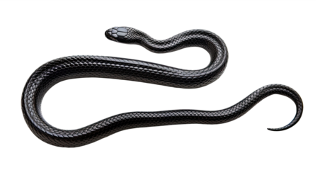 Black snake isolated on transparent background, top view