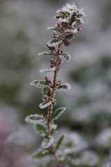 Thyme in a garden bed under the snow