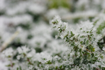 Thyme in a garden bed under the snow