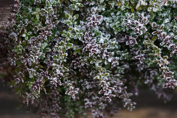 Thyme in a garden bed under the snow