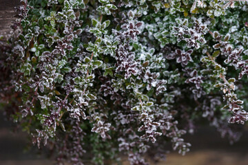 Thyme in a garden bed under the snow