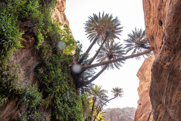 Mountain slopes overgrown with green plants and the palms in the gorge Wadi Al Ghuwayr or An Nakhil and wadi Al Dathneh near Amman in Jordan