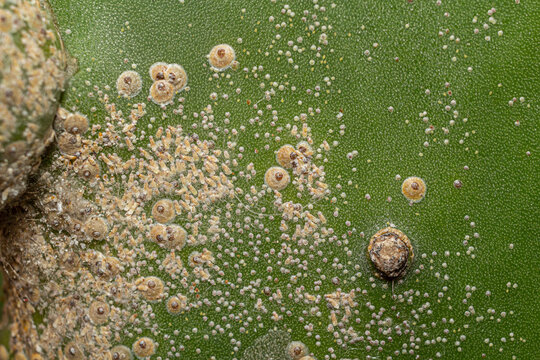 Closeup Scale insects (Hemiptera) on night blooming cereus (Epiphyllum oxypetalum) also called Dutchman's pipe cactus or Night Queen.
