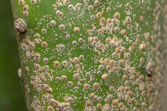 Closeup Scale insects (Hemiptera) on night blooming cereus (Epiphyllum oxypetalum) also called Dutchman's pipe cactus or Night Queen.