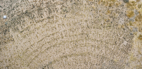 detalle de crecimiento de moho 