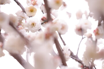 咲き乱れる2月の白色の梅の花