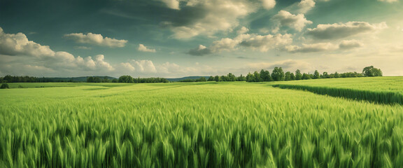 Fototapeta na wymiar the clouded sky and the view of the fields of green barley