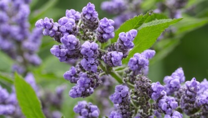 Obraz premium Vibrant purple blossoms in bloom